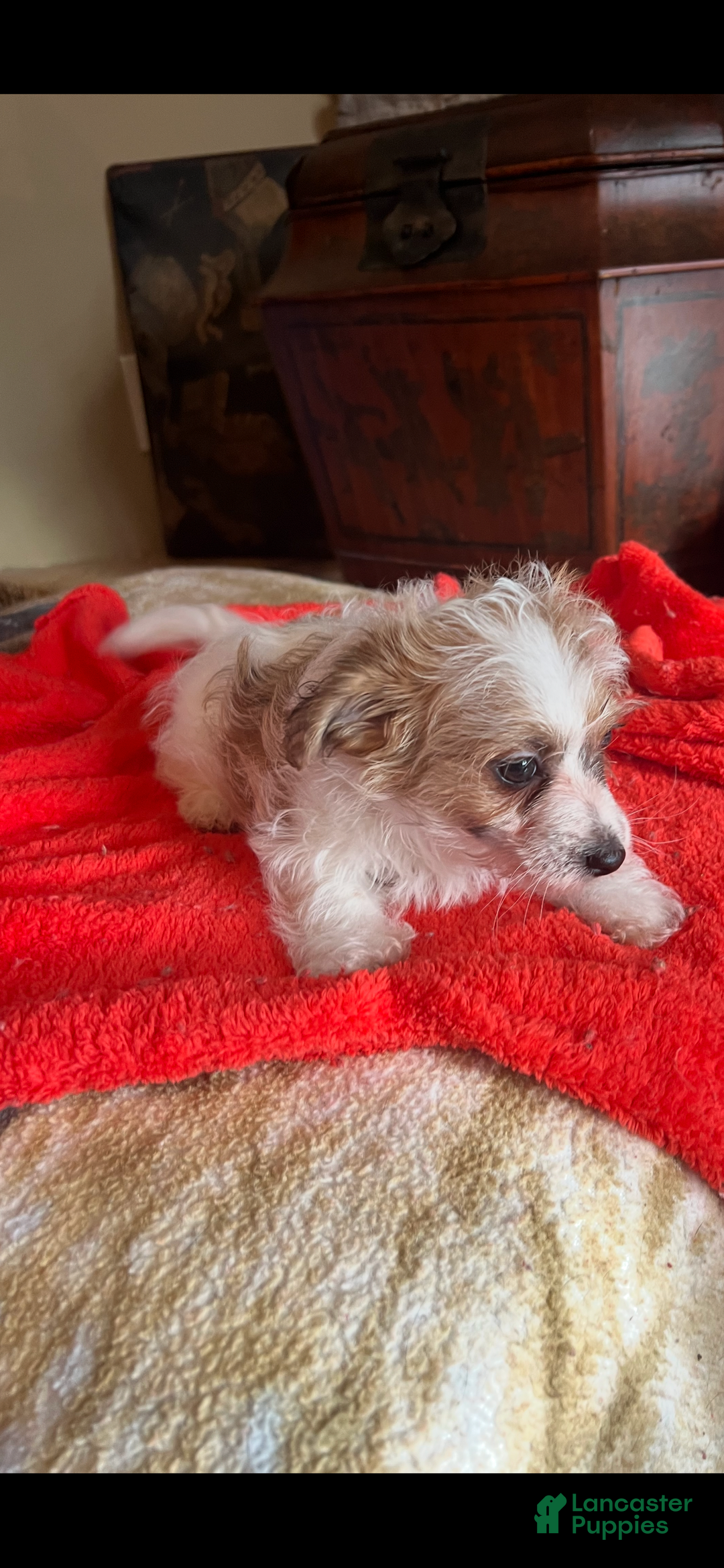 Pomapoo dogs for sale: Toto  - Ad 1