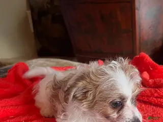 Pomapoo dogs Toto - Ad 8