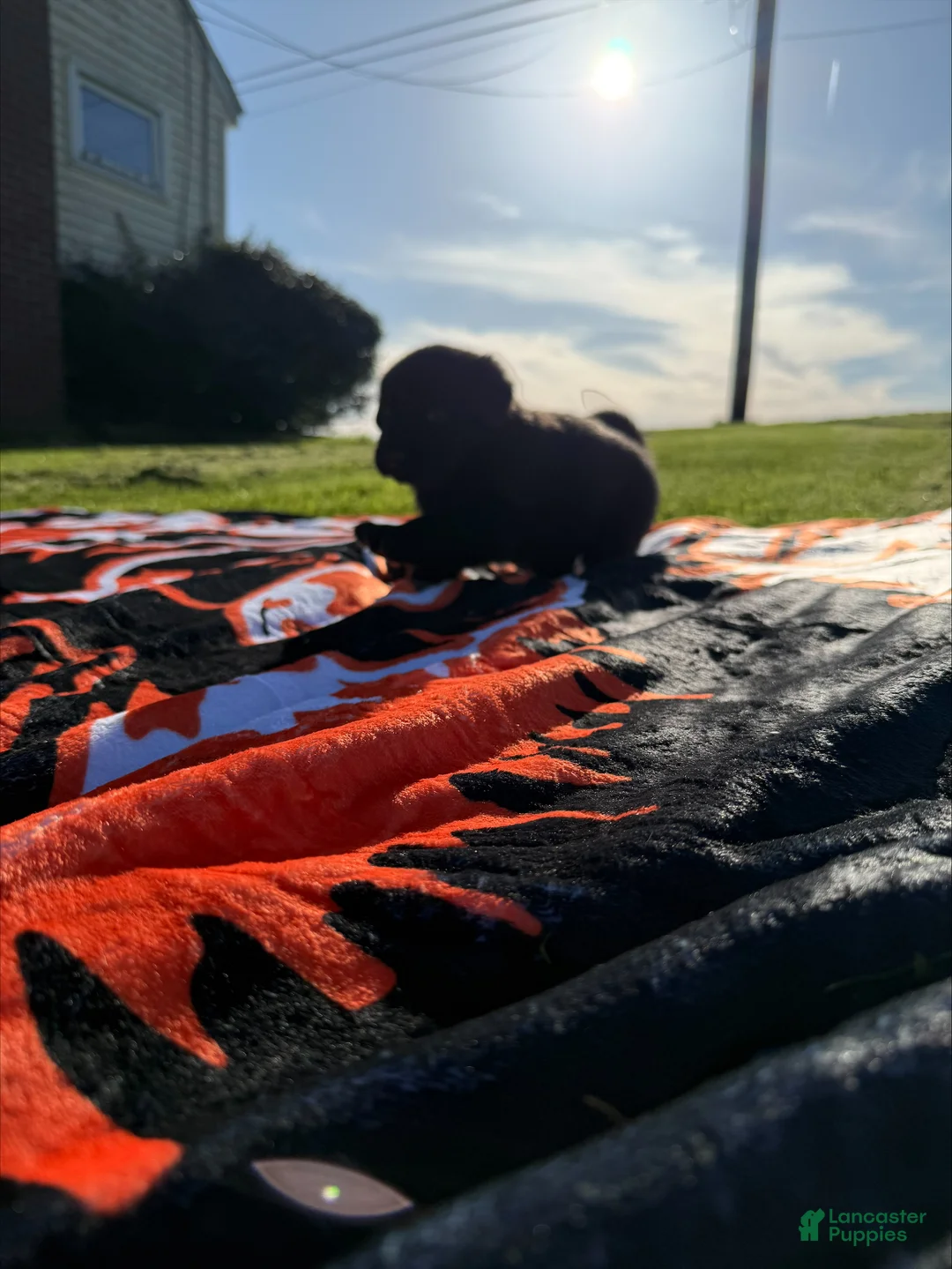 Sheprador dogs for sale: Cocoa - Ad 2