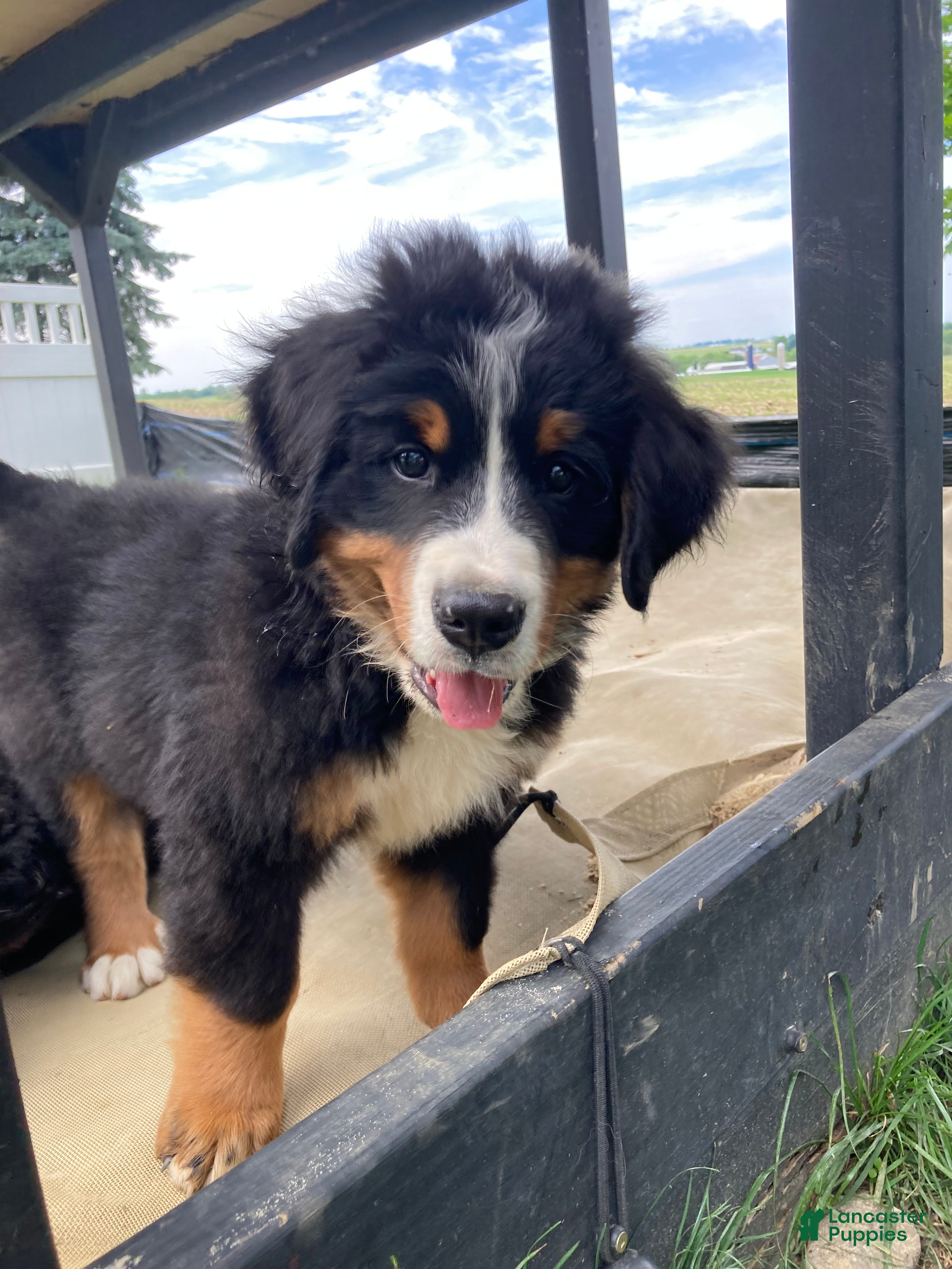 Bernese Mountain Dog dogs Jerry - Ad 2