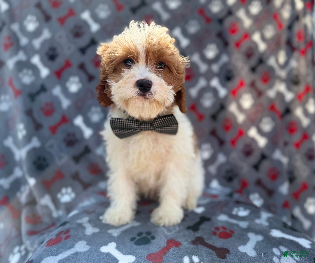 Cavapoo dogs for sale: Twix - Ad 3