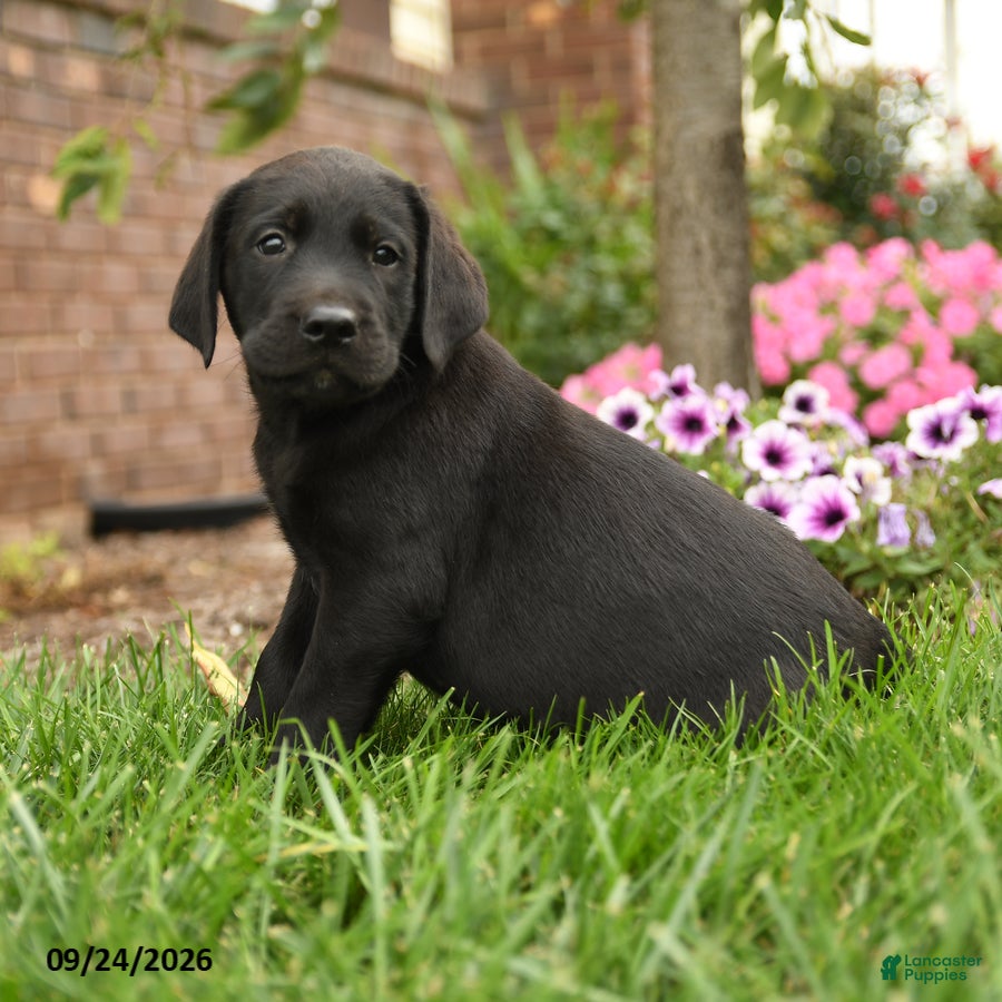Labrador Retriever dogs Max - Ad 2