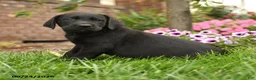 Labrador Retriever dogs for sale: Max - Ad 5