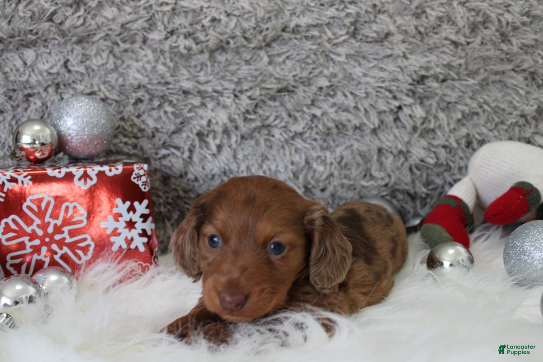 Miniature Dachshund dogs for sale: Shepard - Ad 5