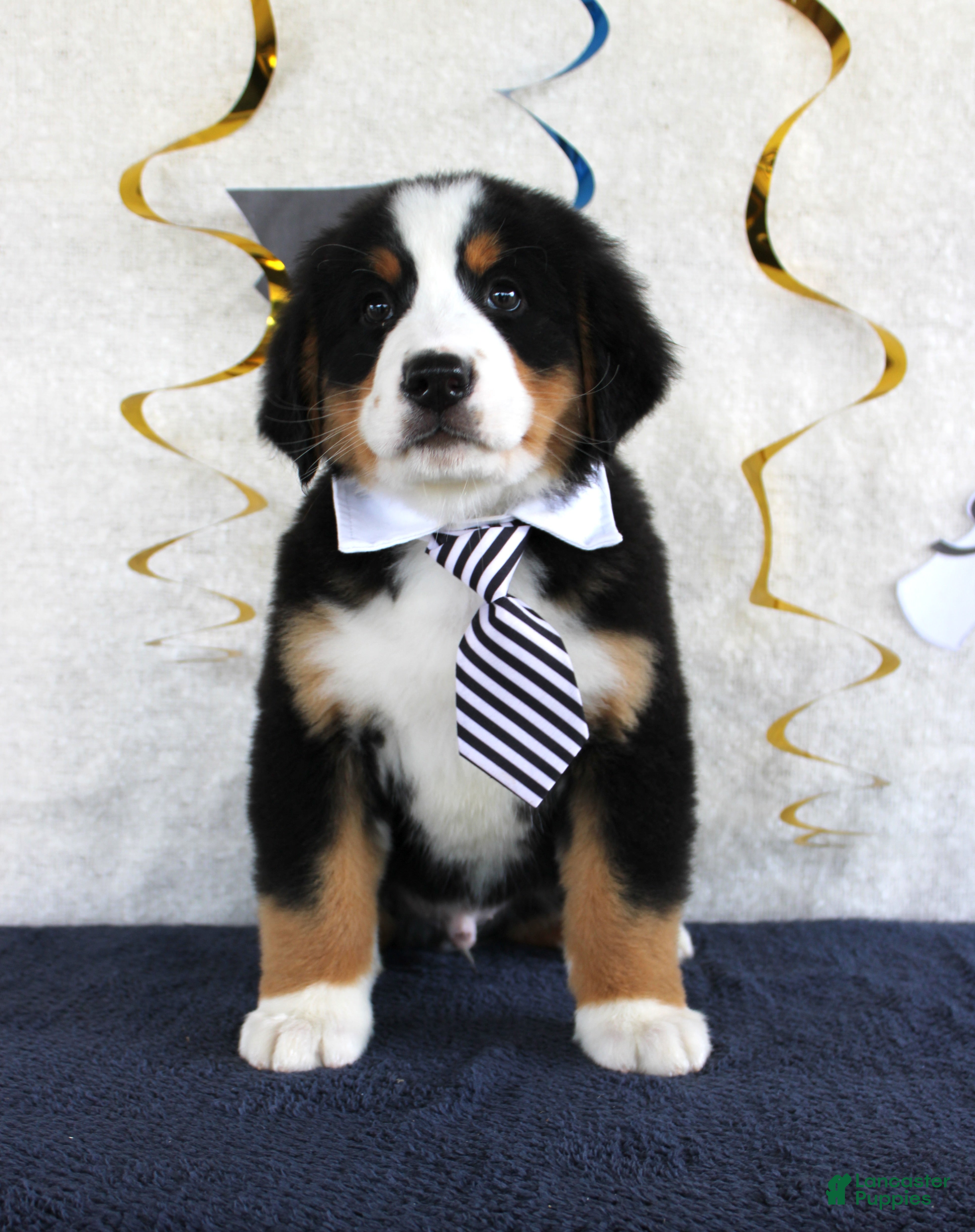 Bernese Mountain Dog dogs Major - Ad 11