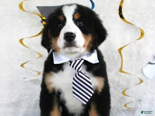Bernese Mountain Dog dogs Major - Ad 39