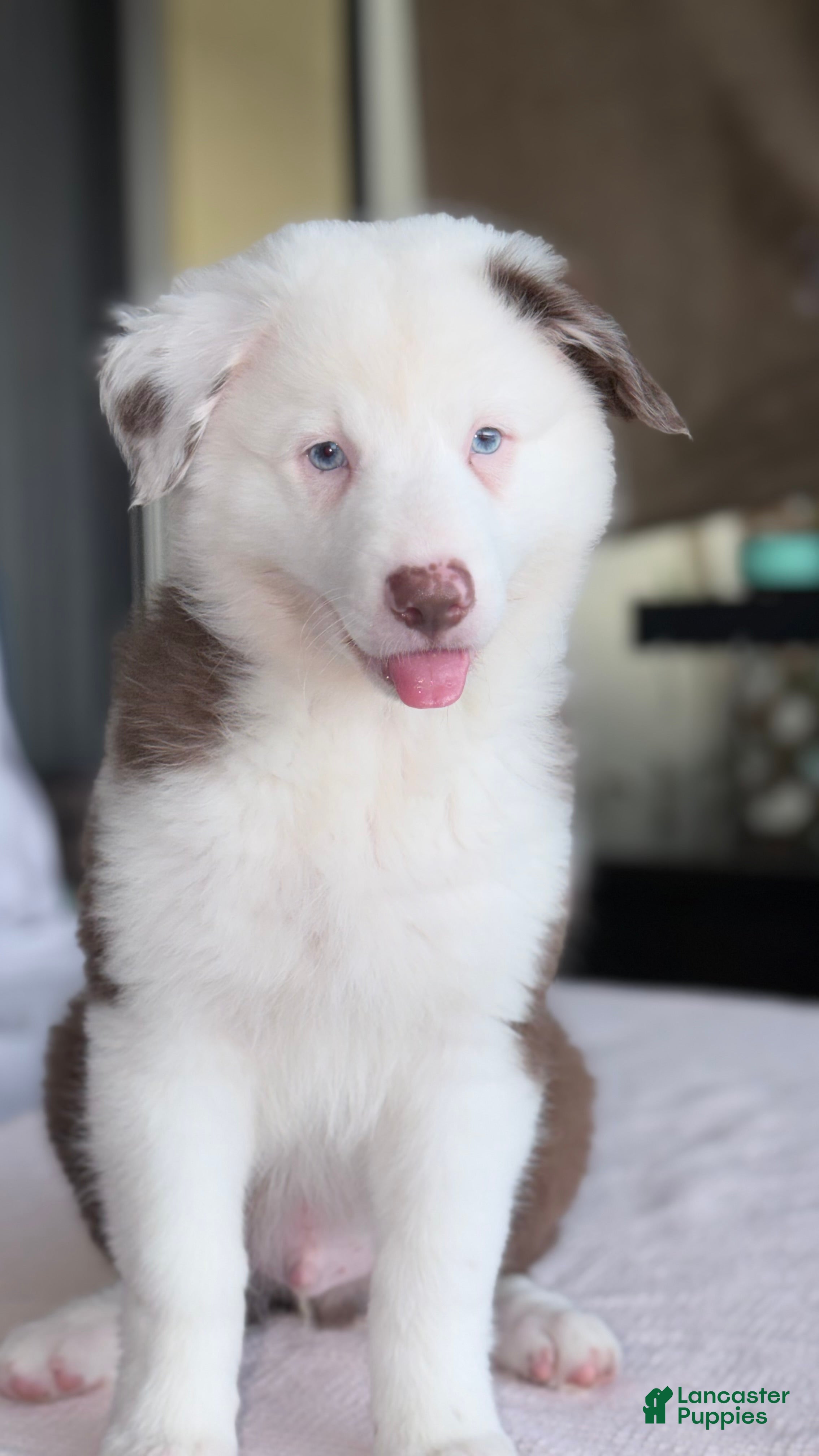 Australian Shepherd dogs Australian Shepherd 1 - Ad 1