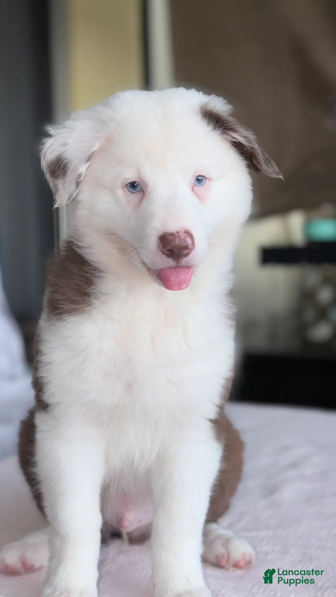Australian Shepherd dogs for sale: Australian Shepherd 1 - Ad 1