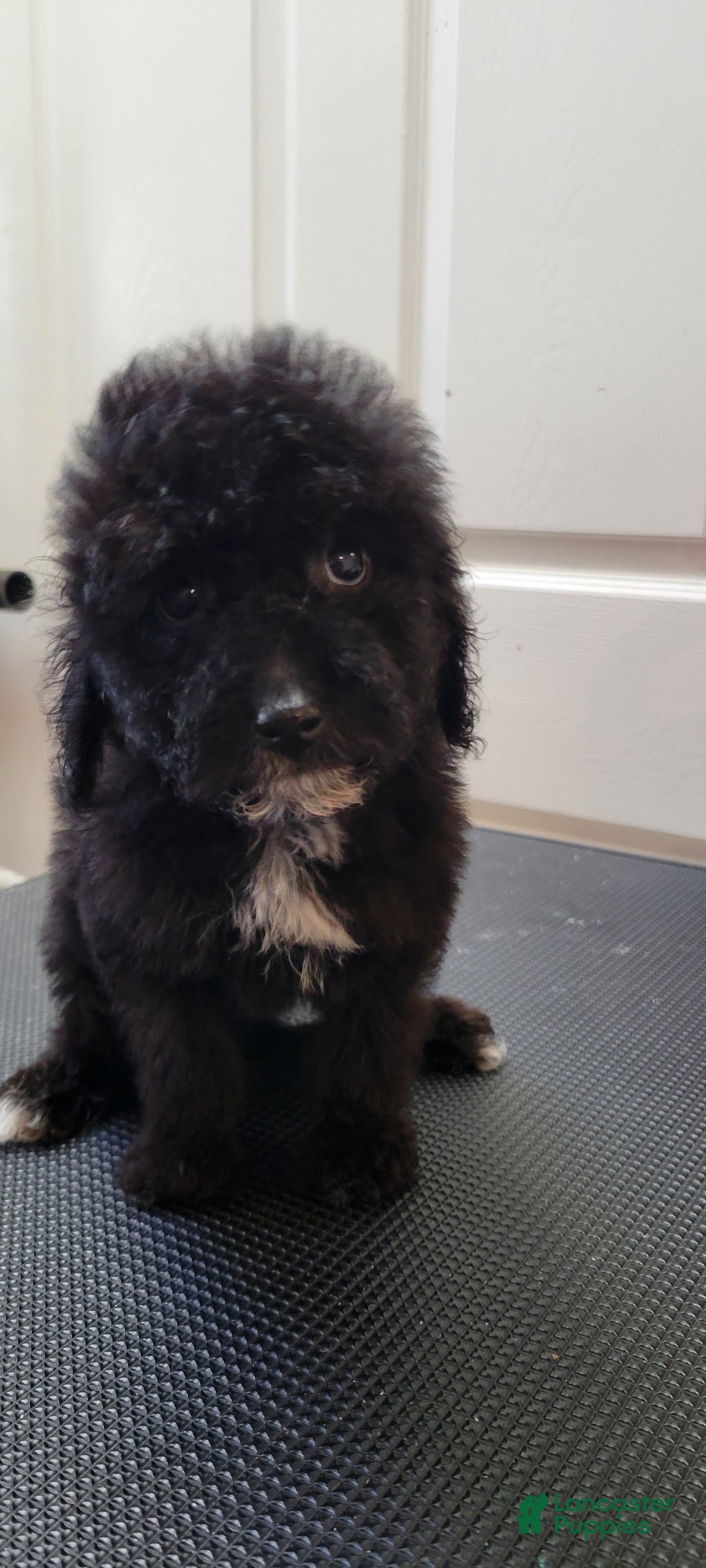 Mini Goldendoodle dogs for sale: Mini Goldendoodle Puppy 5 - Ad 1