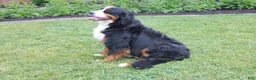 Bernese Mountain Dog dogs for sale: Roxie - Ad 10