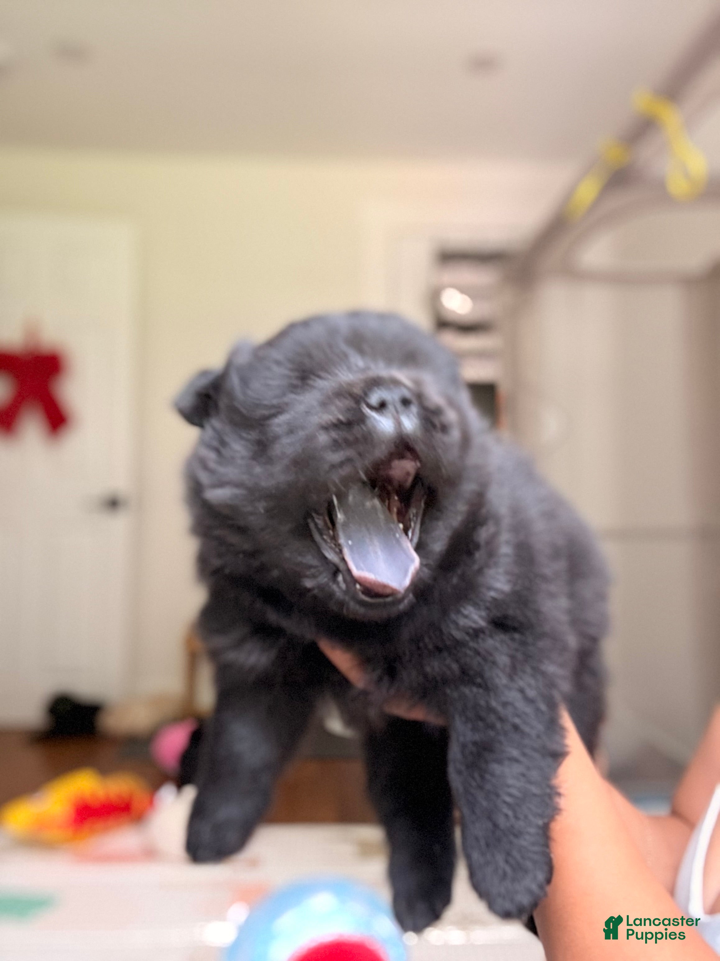 Chow Chow