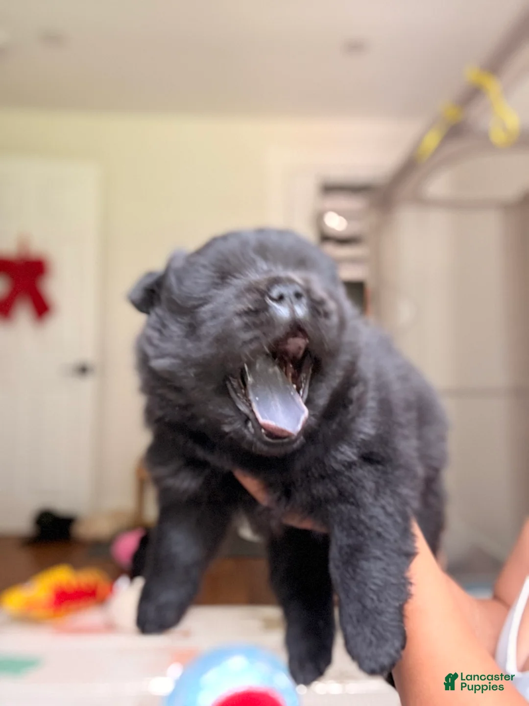 Chow Chow dogs for sale: Chow Chow 4 - Ad 1