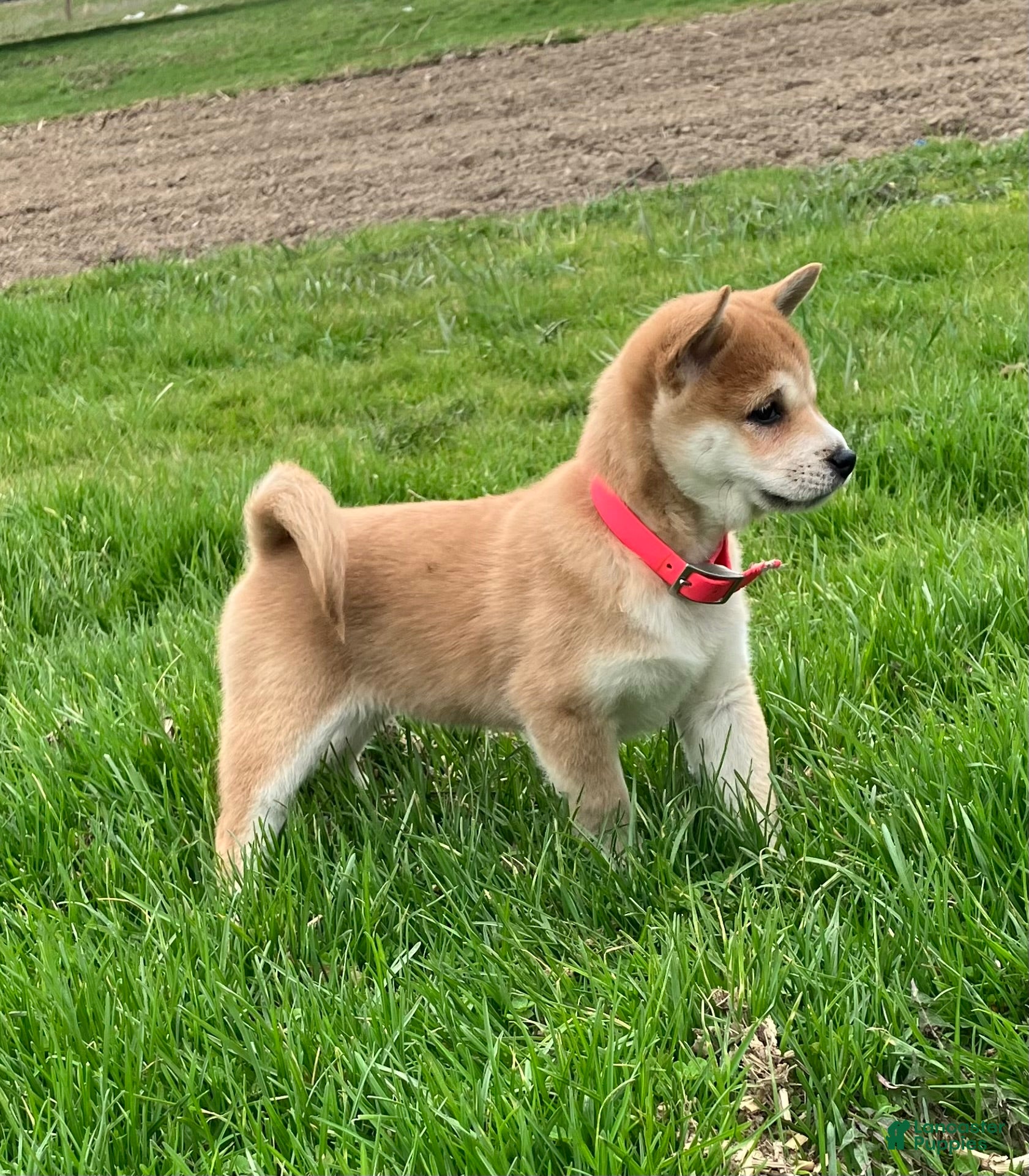 Shiba Inu dogs Baby Bear - Ad 1