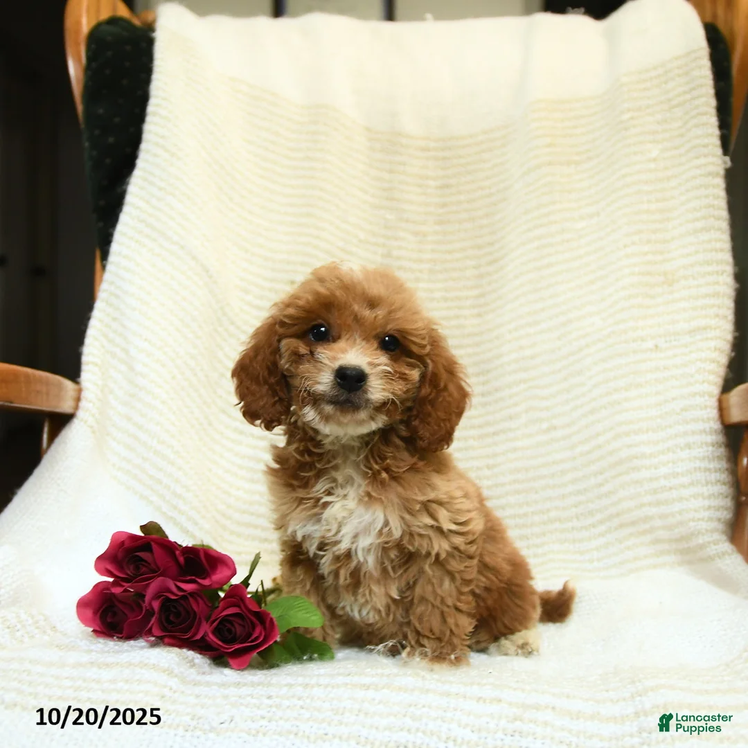 Cockapoo dogs for sale: Carter - Ad 16