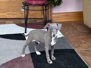 Italian Greyhound dogs Larry - Ad 8