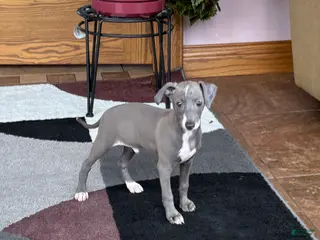 Italian Greyhound dogs Larry - Ad 2