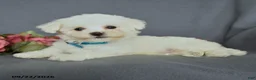Bichon Frise dogs for sale: Lila  - Ad 3