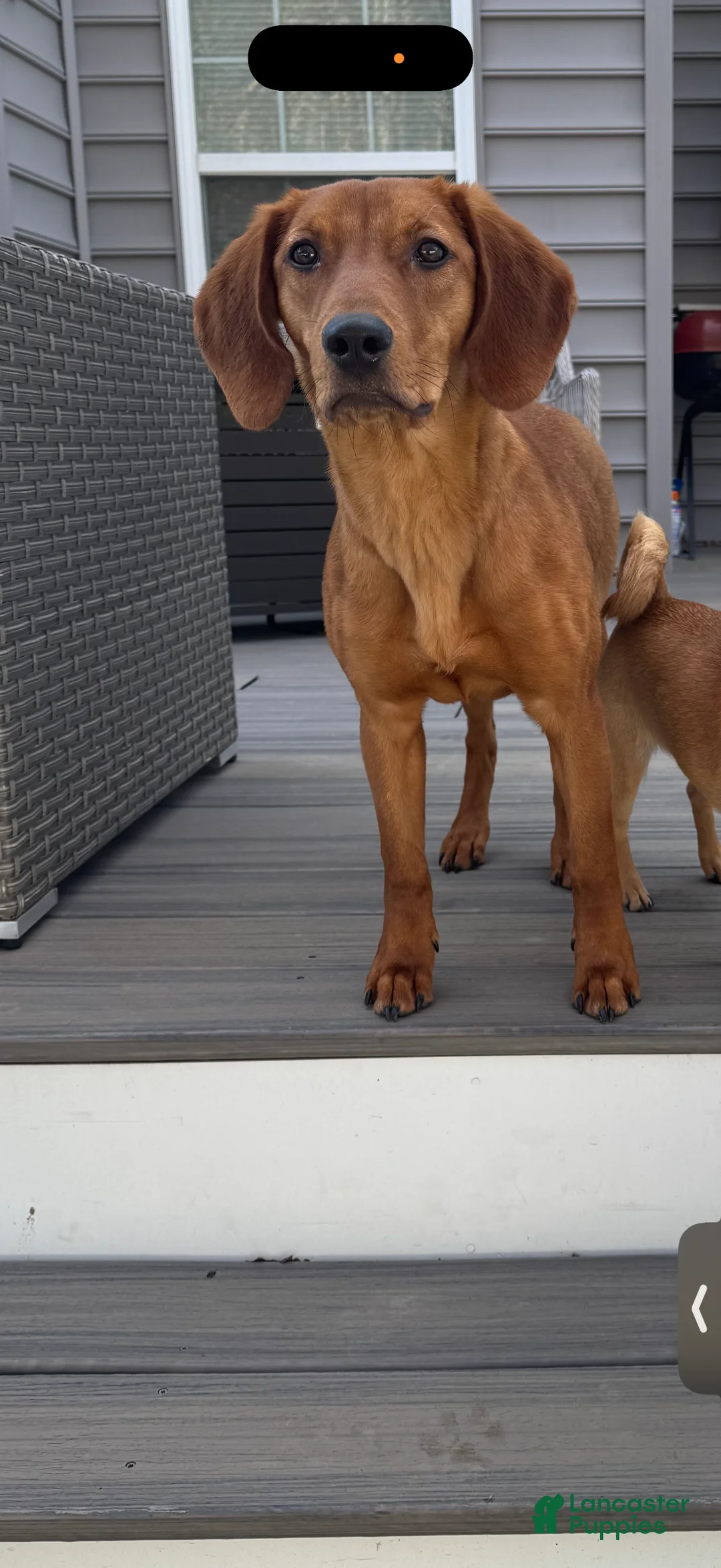 Mixed Breed dogs for sale: Mixed Breed Puppy 2 - Ad 2