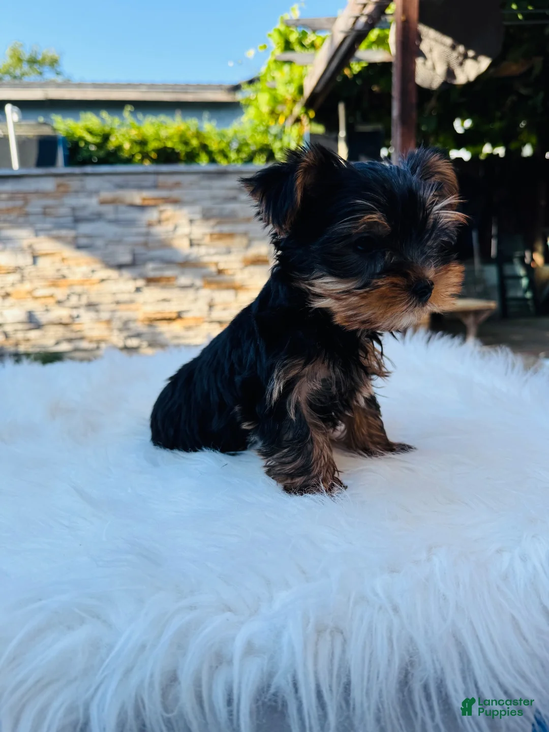 Yorkshire Terrier dogs for sale: Sunny  - Ad 5