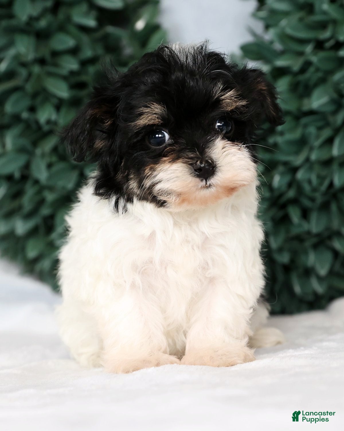 Havapoo dogs Jenna - Ad 1