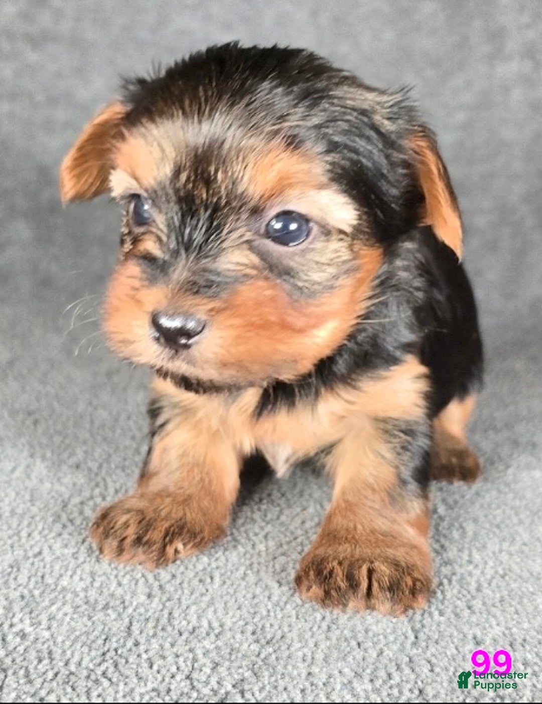 Yorkshire Terrier dogs for sale: 99 - Ad 9