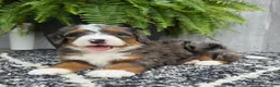 Mini Bernedoodle dogs for sale: Mini Jett - Ad 23