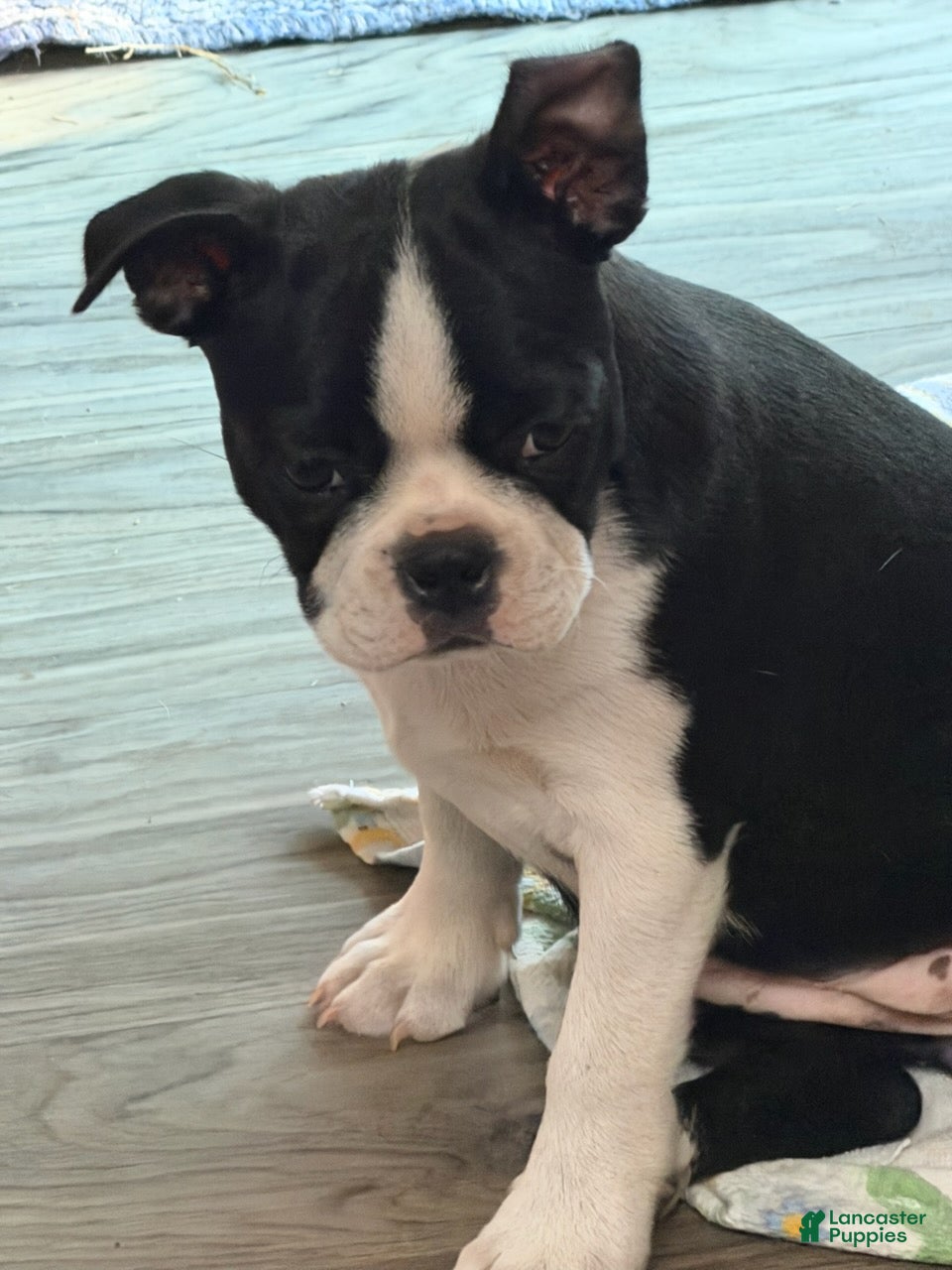 Boston Terrier dogs Lucy - Ad 1