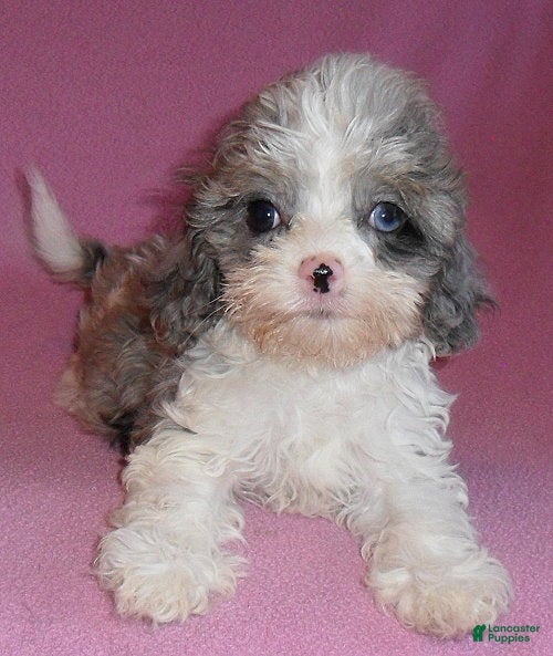 Cockapoo dogs Katie - Ad 2