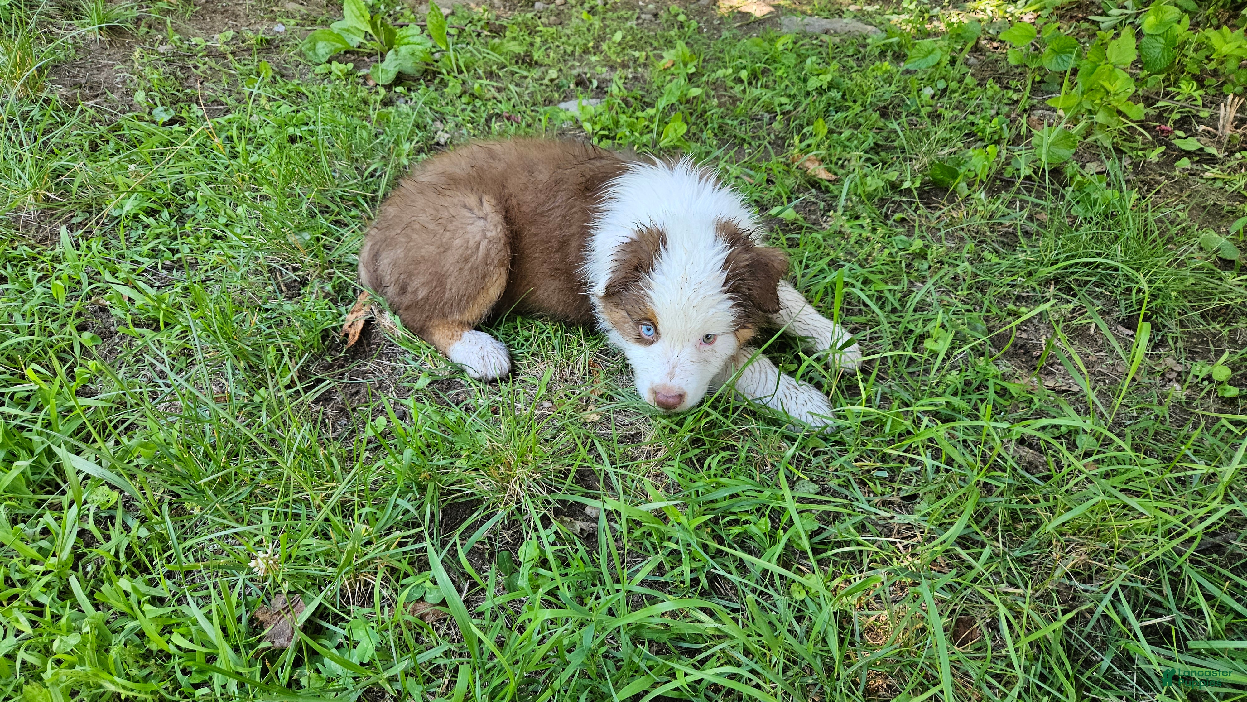 Australian Shepherd dogs Bear - Ad 17