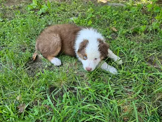 Australian Shepherd dogs Bear - Ad 21