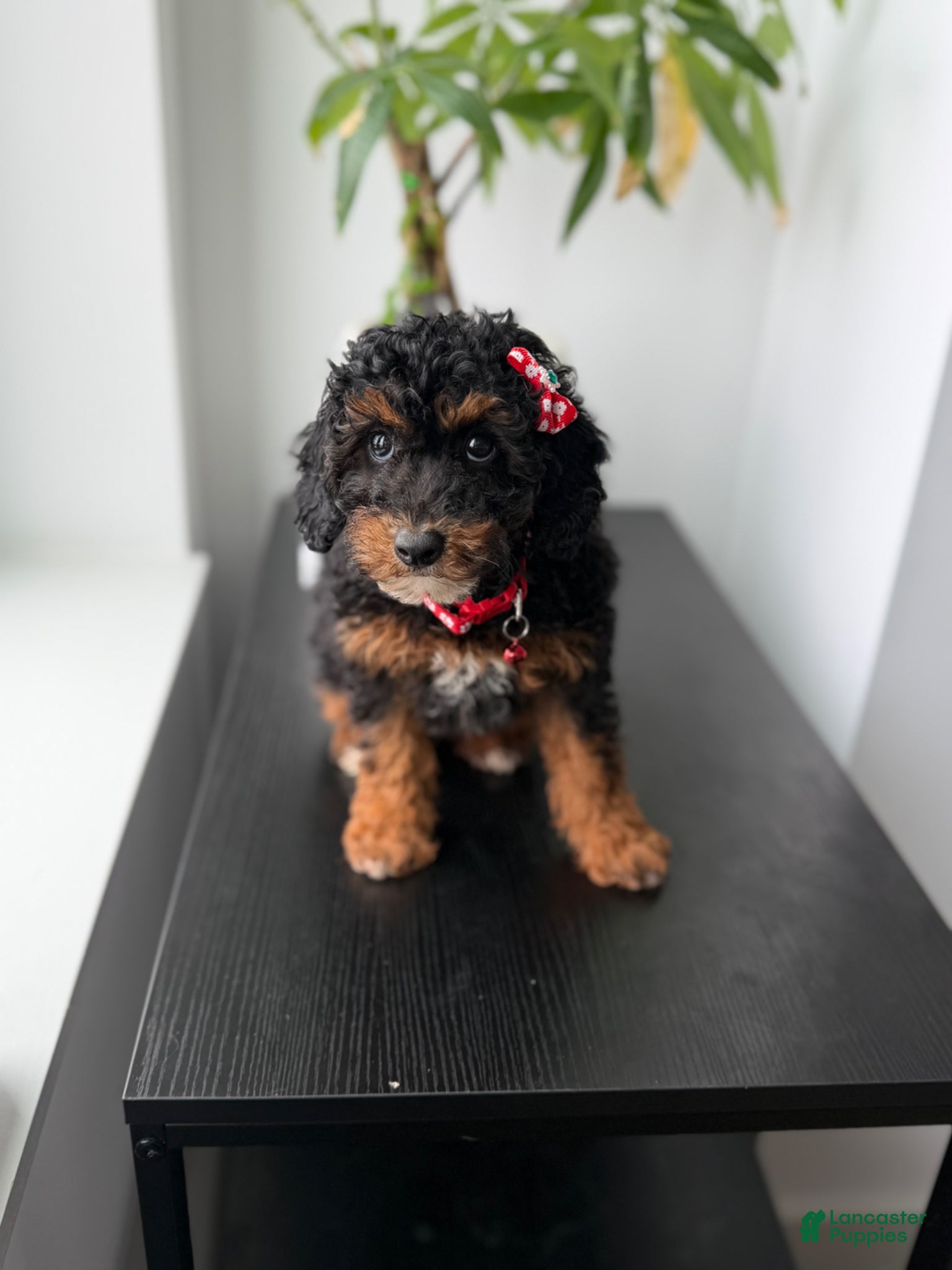 Miniature Poodle dogs Poppy - Ad 19