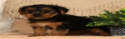 Yorkshire Terrier dogs for sale: Unity - Ad 3