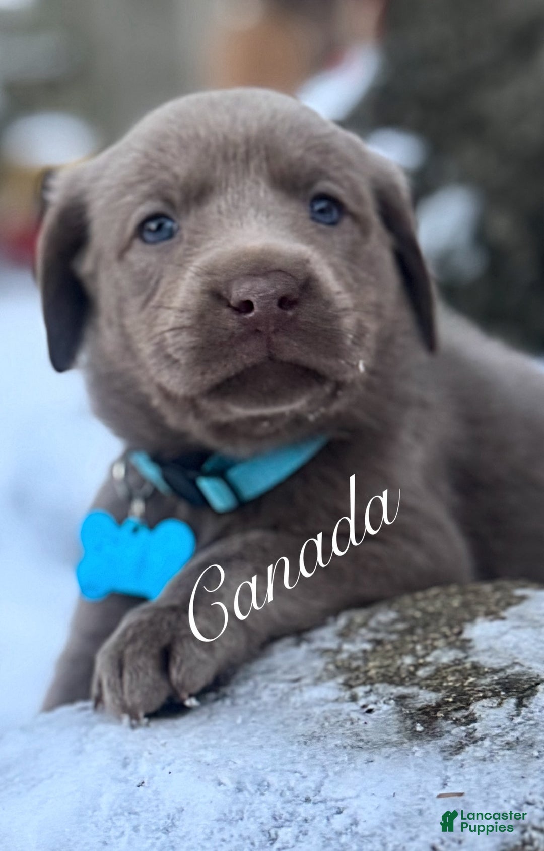 Labrador Retriever dogs for sale: Labrador Retriever Puppy 1 - Ad 16