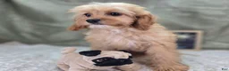 Cavapoo dogs for sale: Miles - Ad 3