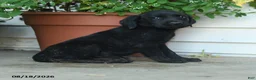 Labrador Retriever dogs for sale: Paisley - Ad 3