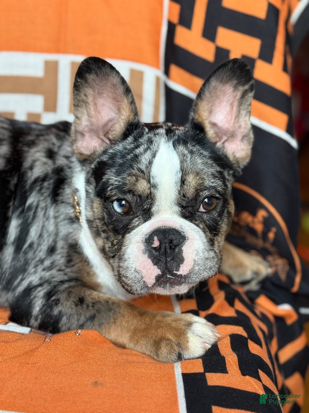 French Bulldog dogs for sale: Marcus - Ad 11
