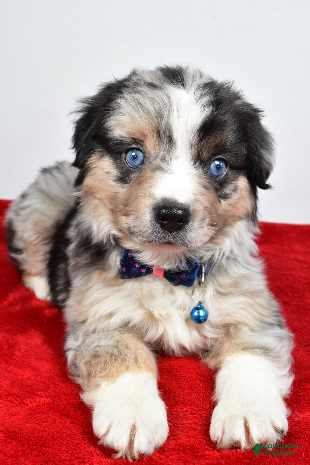 Miniature Australian Shepherd dogs for sale: Willy - Ad 11