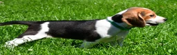 Beagle dogs for sale: Betty - Ad 7