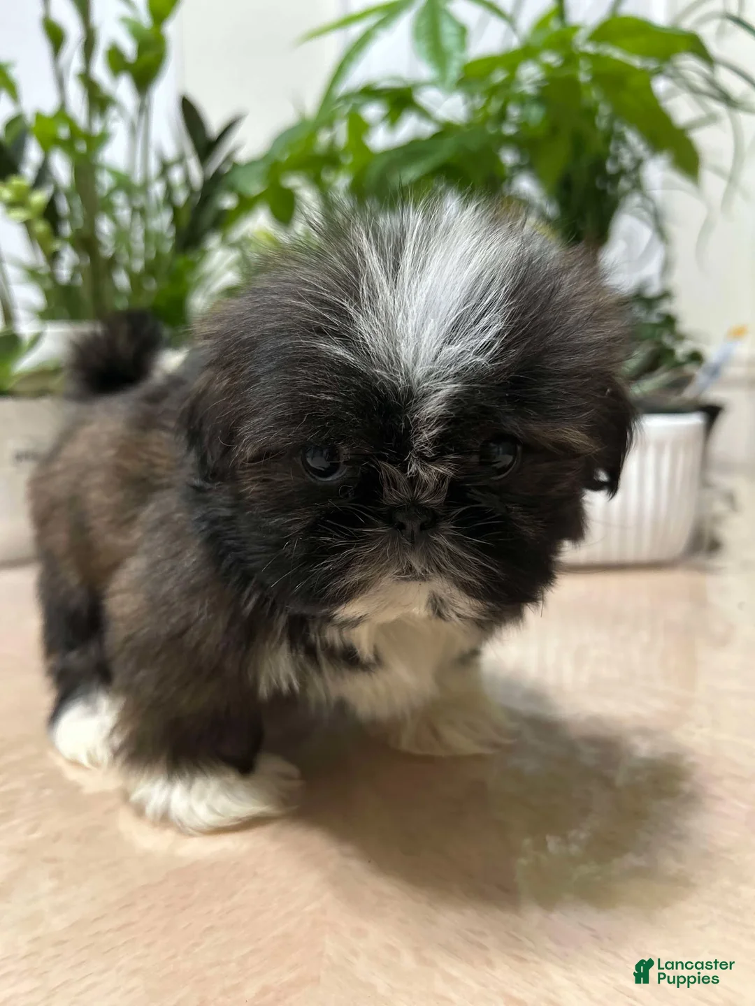 Shih Tzu dogs for sale: Kiss - Ad 1