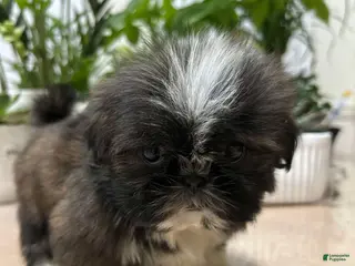 Shih Tzu dogs Kiss - Ad 30