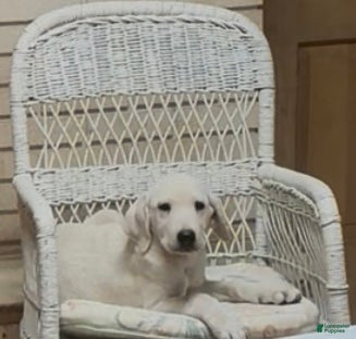 Labrador Retriever dogs for sale: Labrador Retriever Jackie - Ad 18