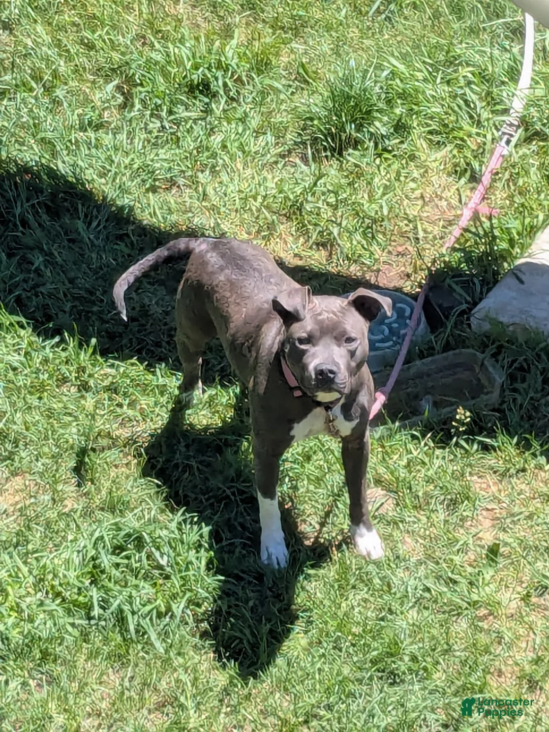 American Pit Bull Terrier dogs for sale: American Pit Bull Terrier 2 - Ad 2
