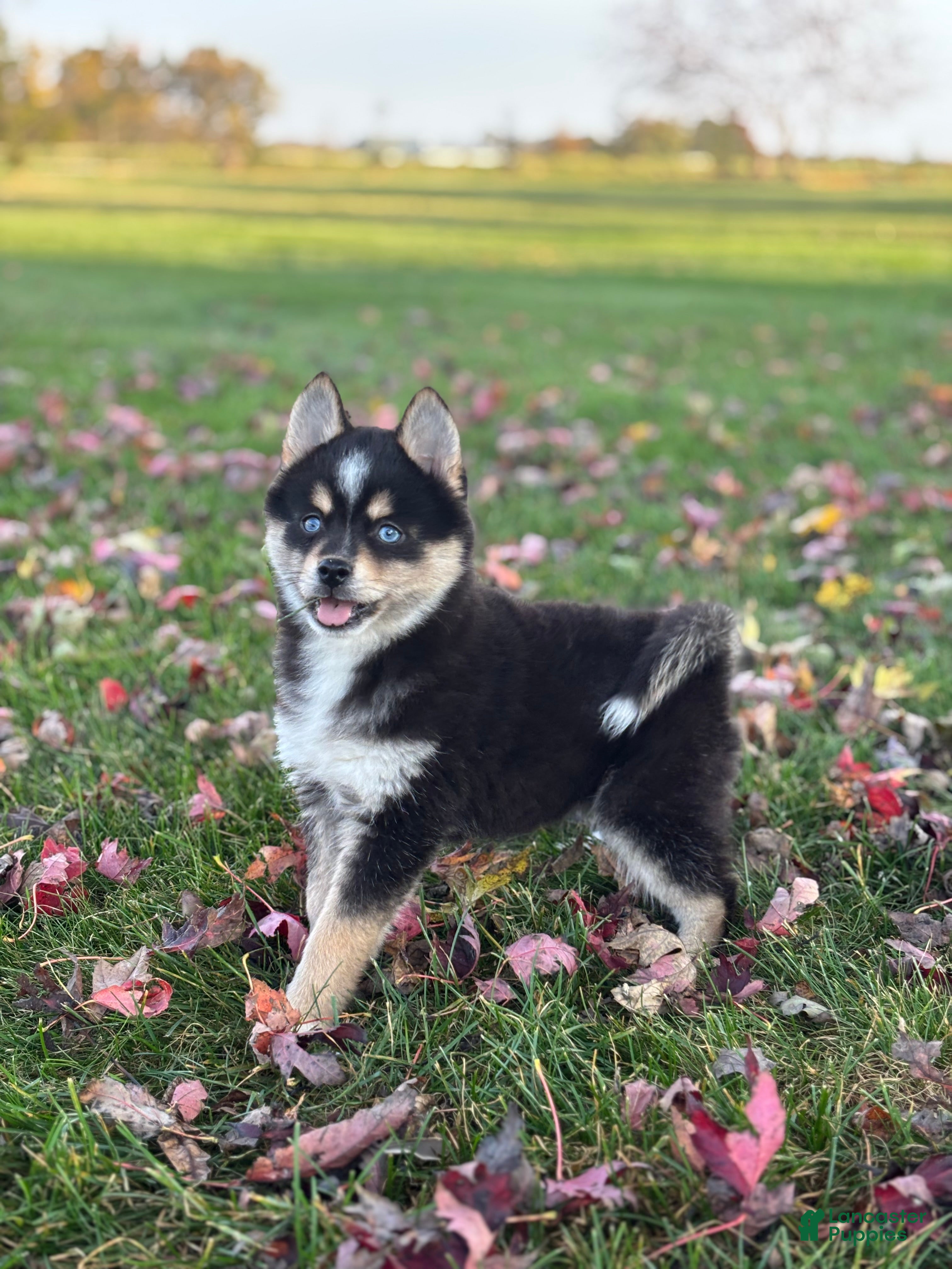 Pomsky dogs for sale: Tobias - Ad 1
