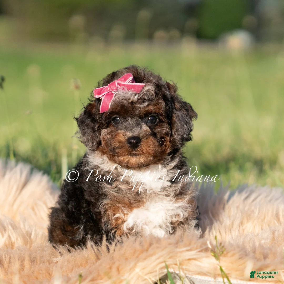 Toy Poodle dogs for sale: Nova AKC - Ad 2