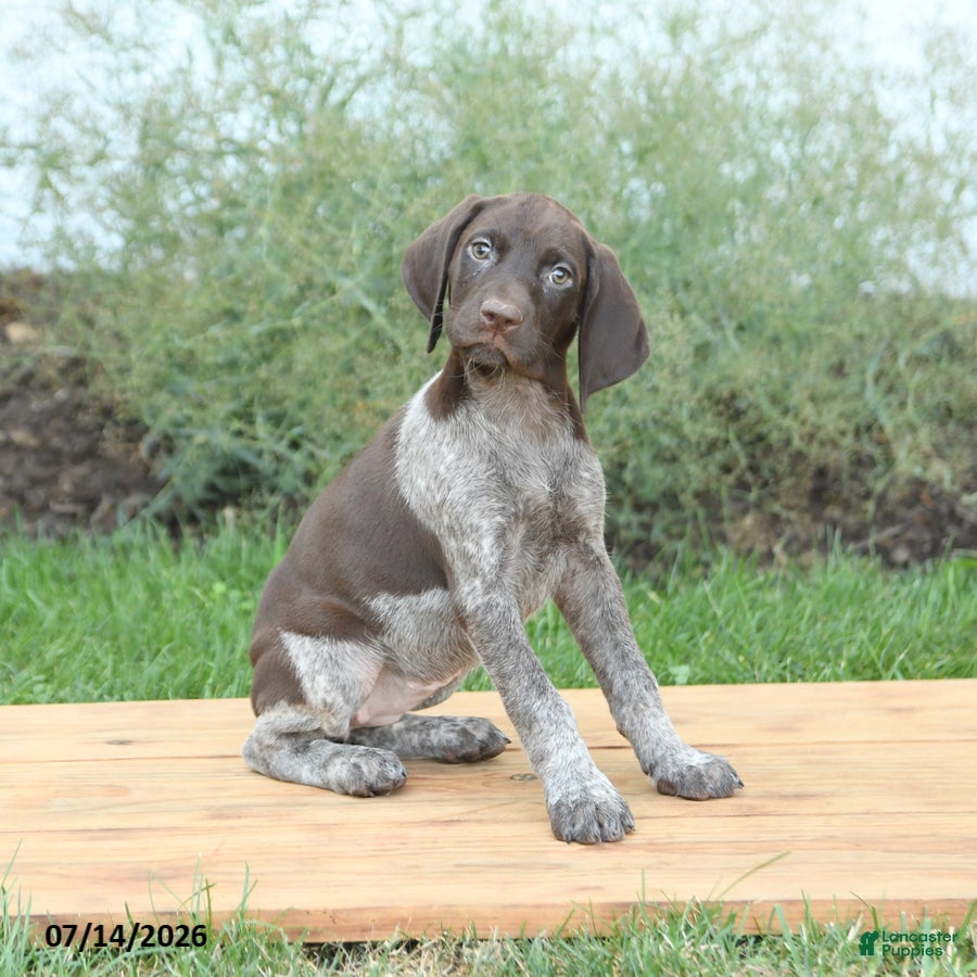 German Shorthaired Pointer dogs Crissa - Ad 1