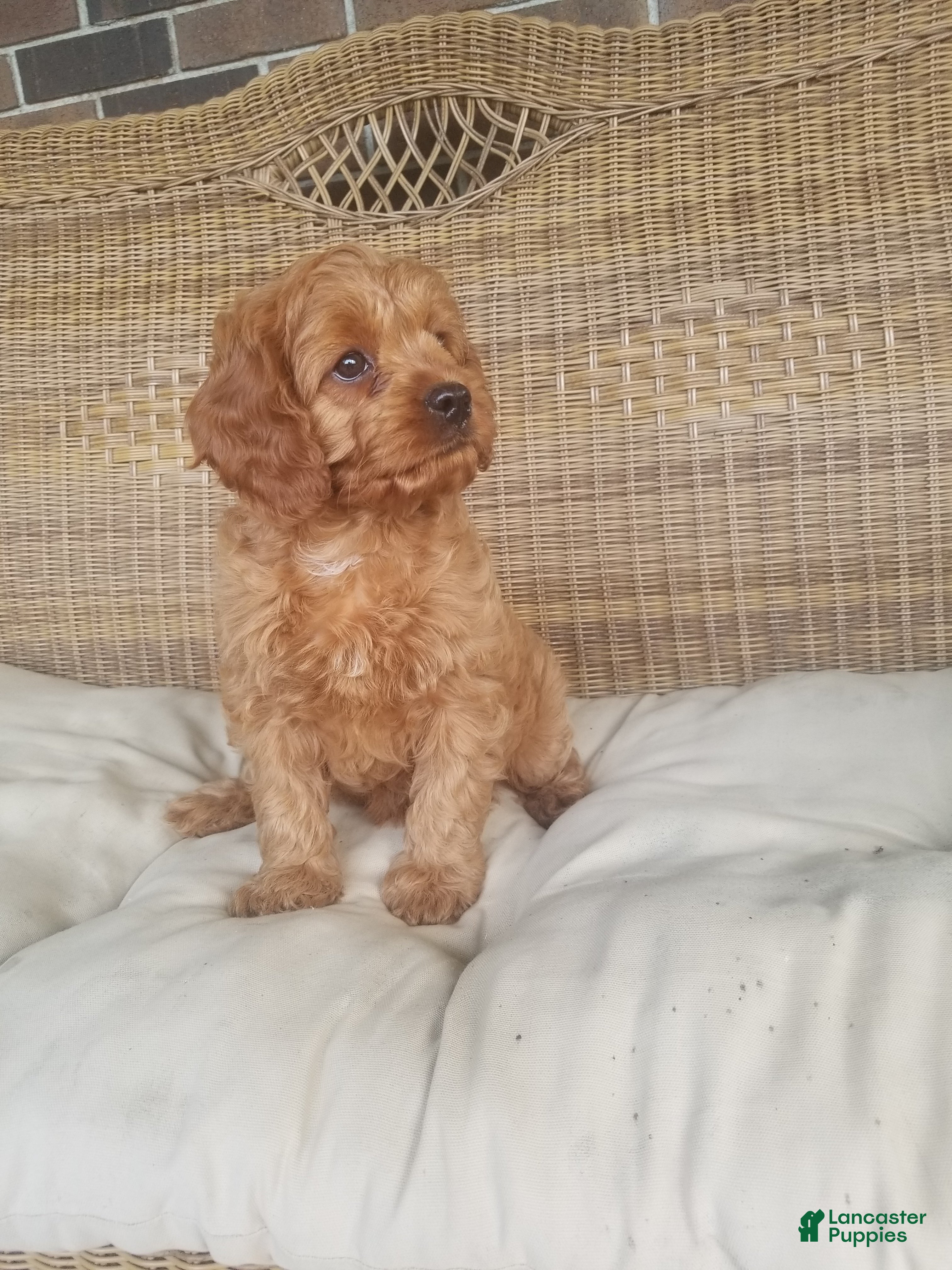 Cavapoo dogs Skye - Ad 2