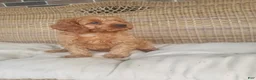 Cavapoo dogs for sale: Skye - Ad 2
