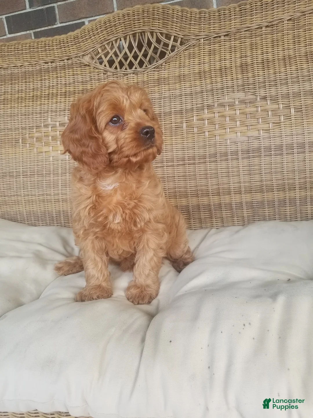 Cavapoo dogs for sale: Skye - Ad 2