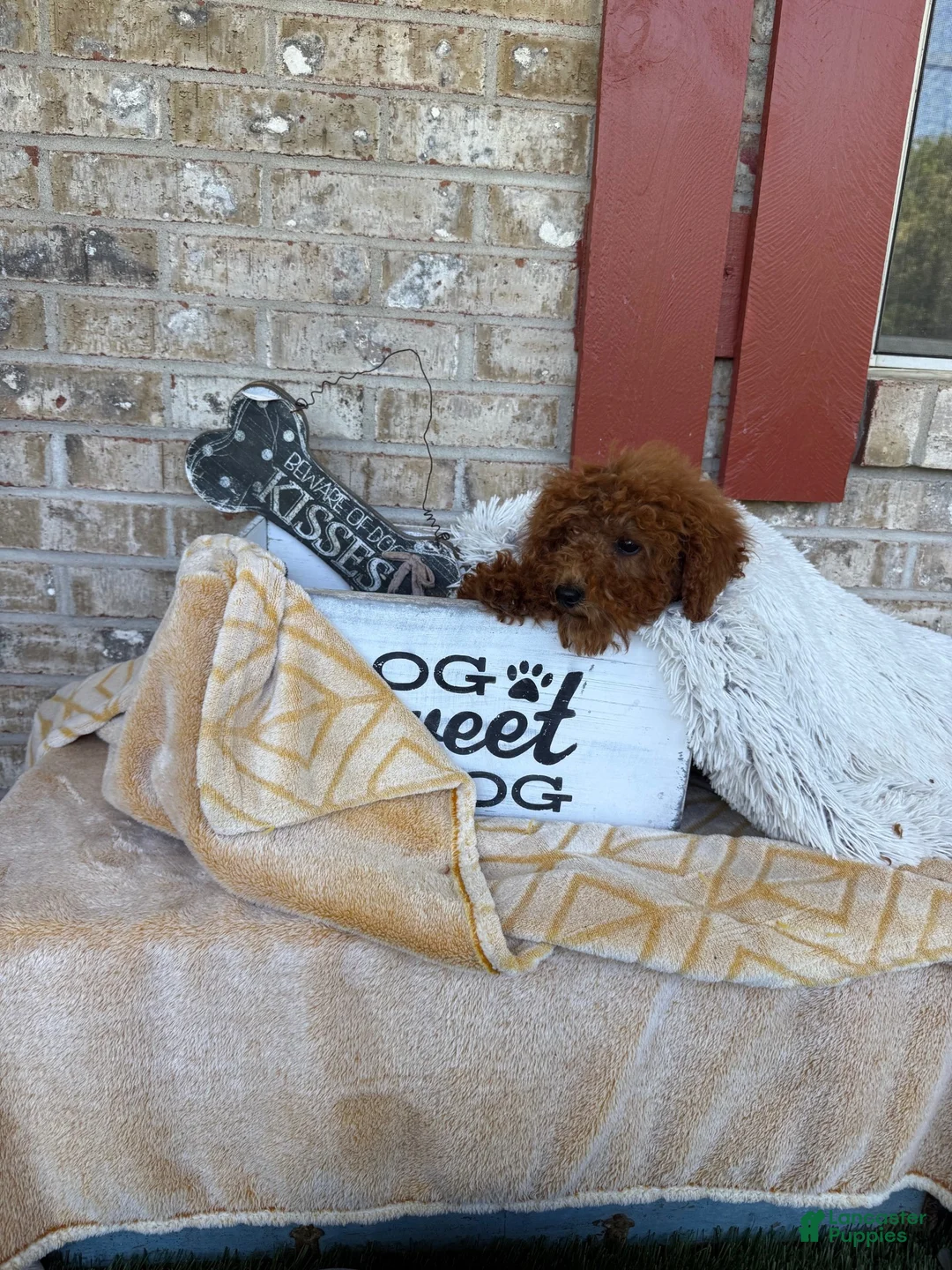 Mixed Breed dogs for sale: Jenny - Ad 5