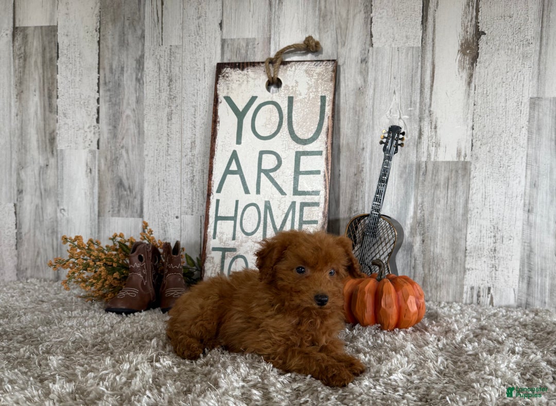 Toy Poodle dogs for sale: Penny - Ad 20